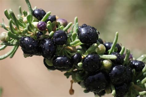 黑枸杞和藏红花的作用与功效，润肺养肝、调经养颜，缓解疲劳提高免疫力